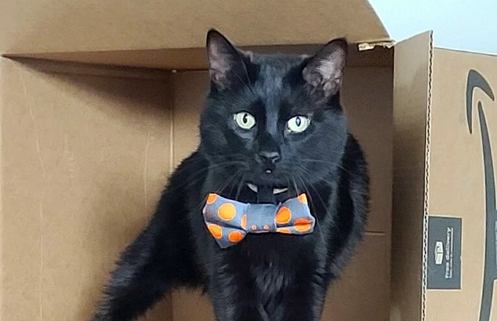 Ori the cat in a cardboard box wearing a bow tie