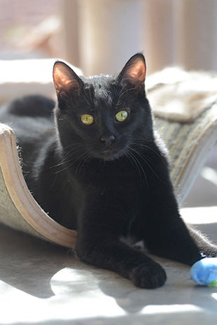 Ori the black cat lying in a piece of cat furniture