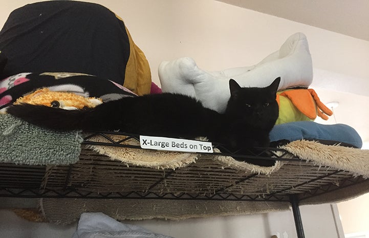 Felicity the black cat lying on a shelf containing freshly laundered cat beds