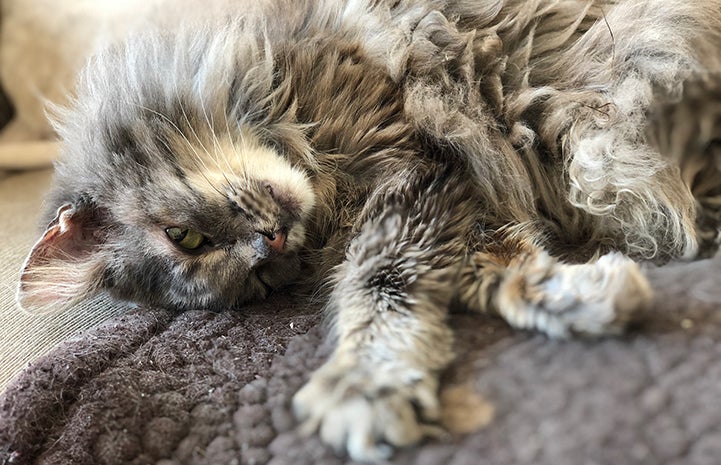 Winter, a medium-hair gray cat, lying down