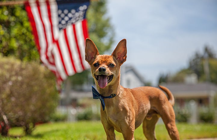 Small brown Chihuahua-type dog wearing a bow tie and outdoors in a yard with an American flag behind him