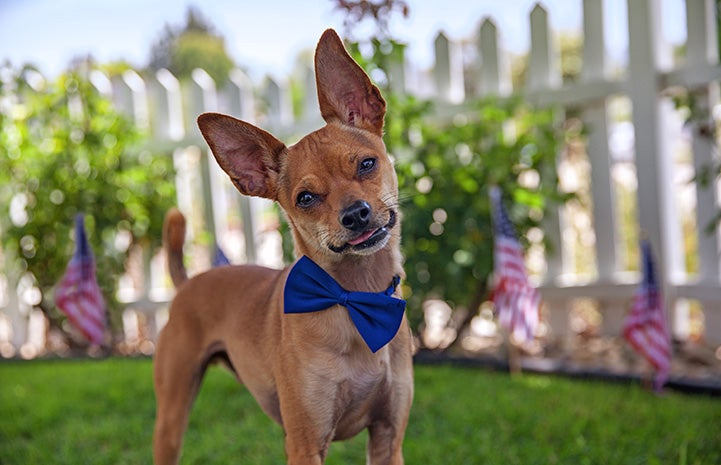 Small brown Chihuahua-type dog outdoors in a yard, wearing a bow tie, with several small American flags behind him