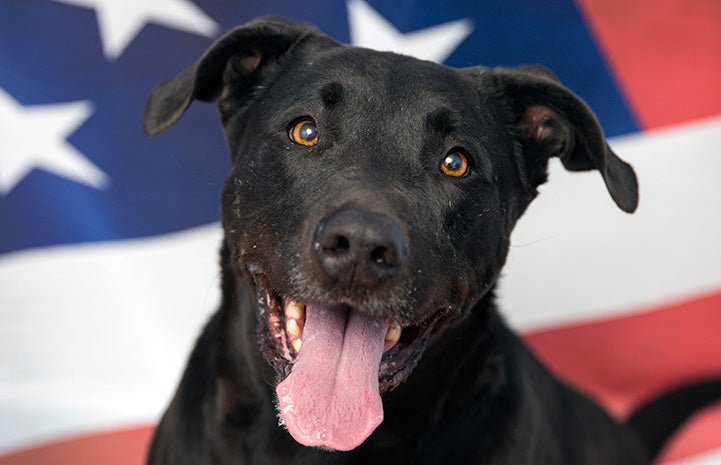 Smiling black Labrador retriever in front of an American flag