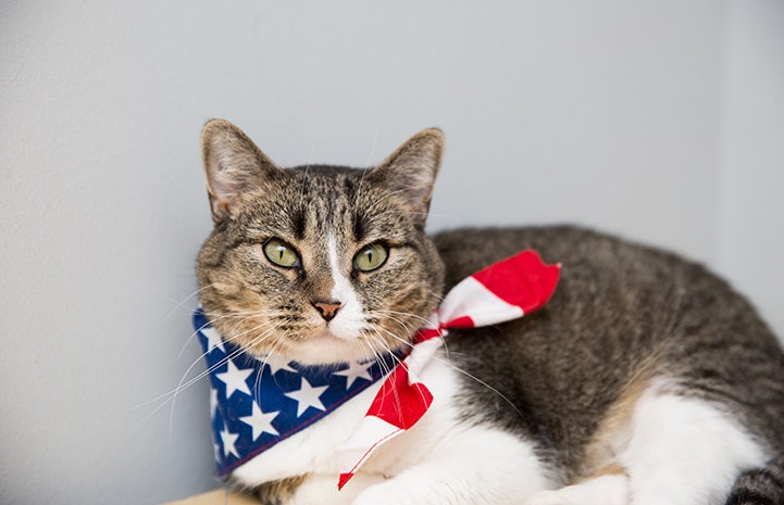 Brown tabby and white cat wearing a red, white and blue American flag bandanna