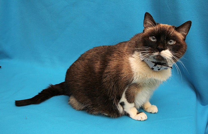 Siamese cat Valerie wearing a collar and sitting on a blue background