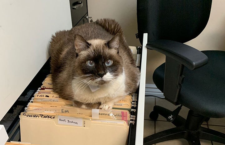 Valerie the Siamese cat lying on top of files in a file cabinet drawer