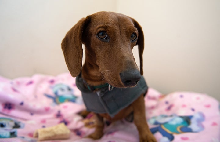 Dachshund Shorty wearing a gray outfit standing on an blanket