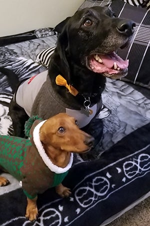 Short the dachshund in his new home with his canine brother Simon