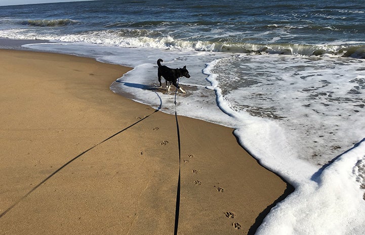 Kassidy the dog walking on a long leash at the beach strolling in the surf