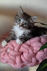 Tati the gray tabby kitten lying on a pink bed