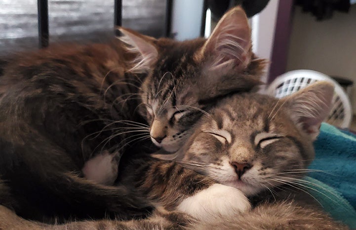 Two gray tabby kittens snuggled together sleeping