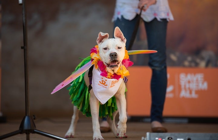 dog walks across the stage at Best Friends Animal Sanctuary