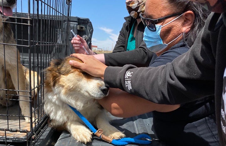 Masked person giving a vaccination to a brown and white dog in a truck next to a wire crate holding another dog