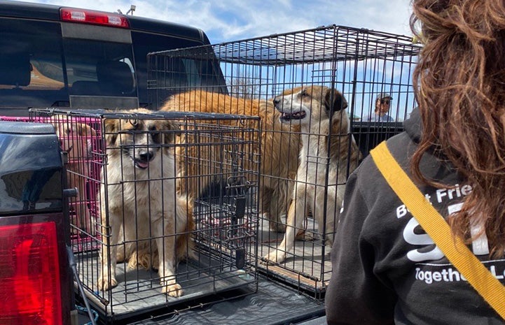 Three dogs in wire crates in the back of a pickup truck waiting to get vaccinated