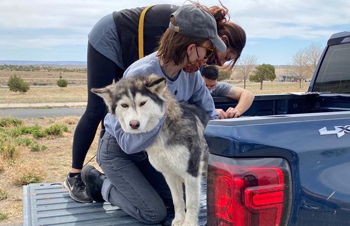 Two people in the back of a pickup truck giving a vaccination to a husky type dog