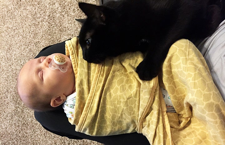 Bruce the cat lying by a young baby swaddled in a blanket