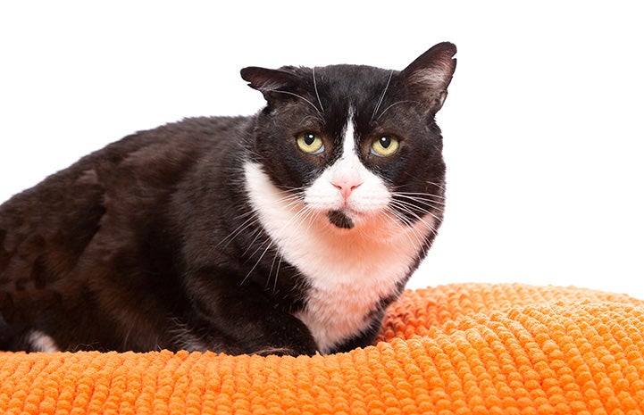 Mr. Gepetto the black and white cat lying in an orange bed