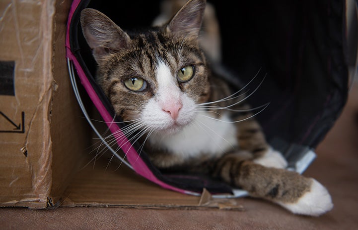 Pendleton the cat lying in a tunnel with his paw sticking out