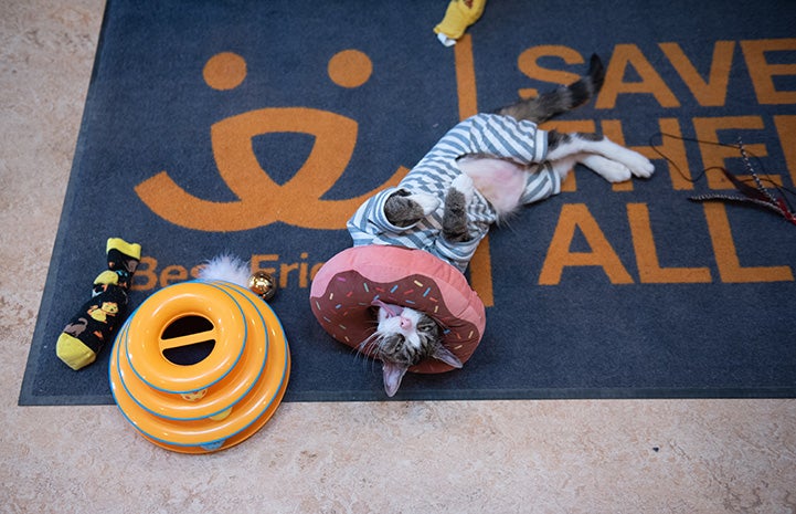 Pendleton the cat lying upside down on a Best Friends Save Them All rug while wearing a donut around his neck and pajamas