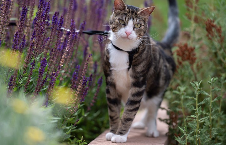 Pendleton the cat wearing a harness, outside for a walk on a leash