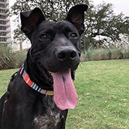 Adopt Jackson the dog available for adoption from Houston