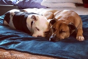 Dogs snuggling and sleeping in adopted home