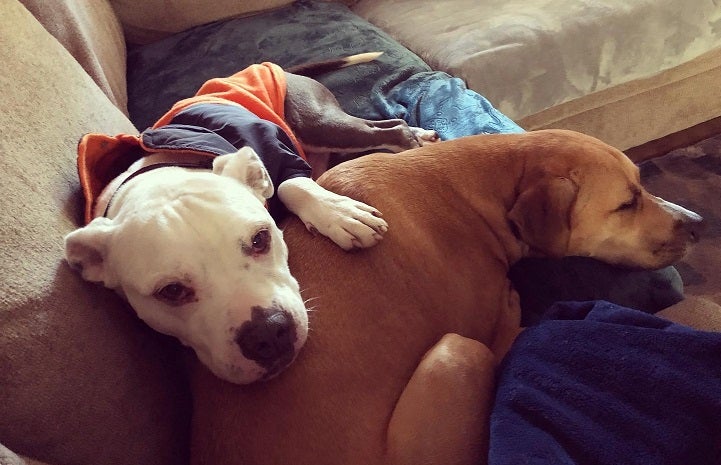 adopted dog snuggles at new home