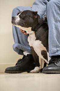Black and white pit bull type dog with cropped ears sitting between the legs of a person who is petting him