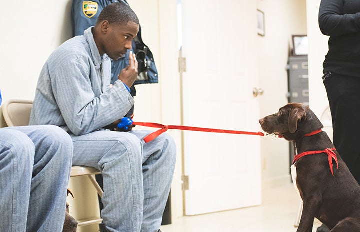 Incarcerated man sitting in a chair and getting a brown dog to look him in they eye