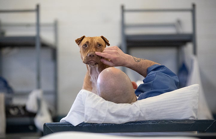 Man in correctional facility lying in a bed touching the nose of a brown dog