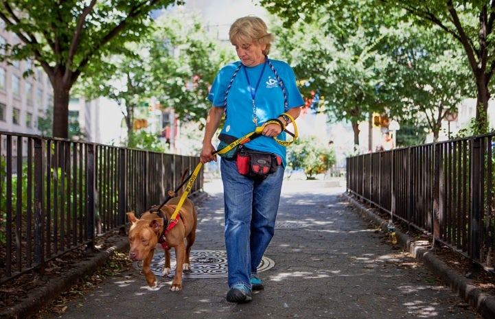 9/11 survivor Kathy Posekel walking a homeless brown pit bull dog in New York City
