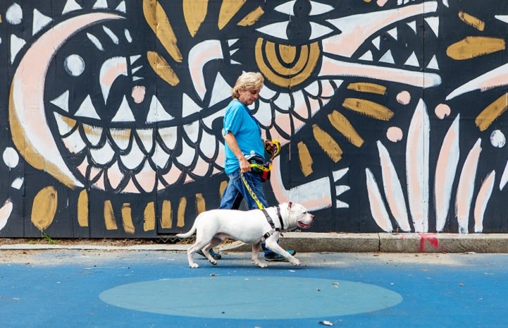 Kathy Posekel walking a white shelter dog