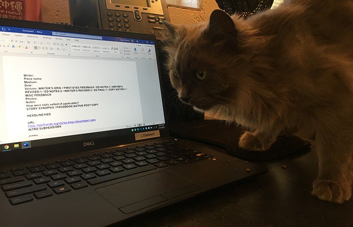 Gray longhair cat looking at an open laptop computer