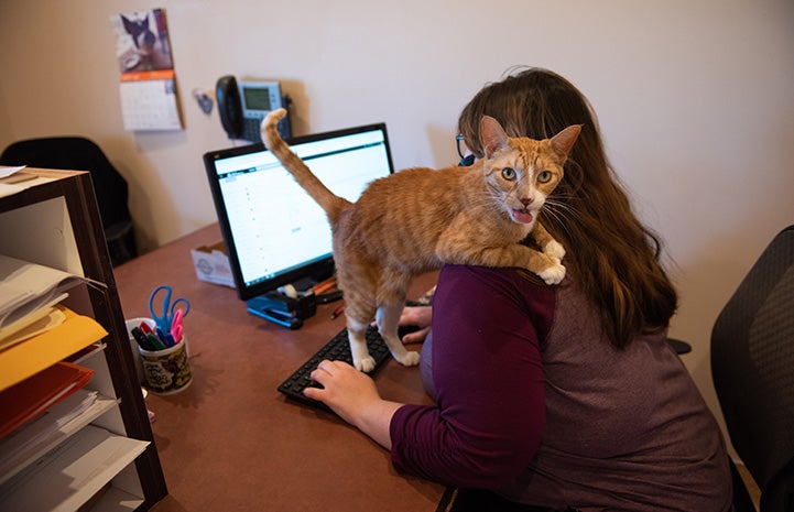Orange tabby cat standing on a desk with front paws on a woman's shoulder as she's trying to type