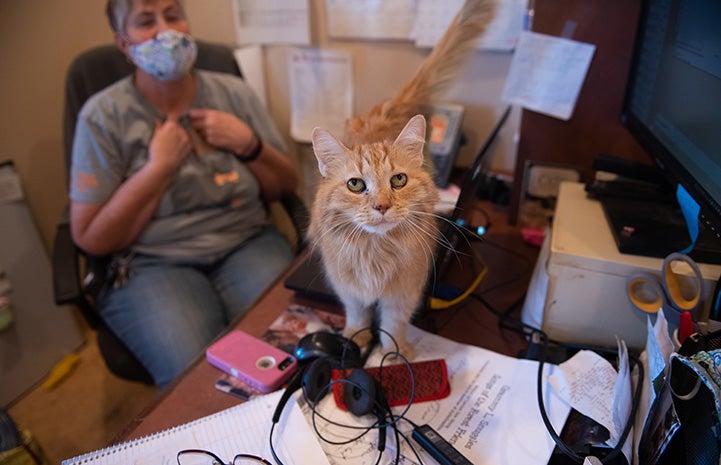 Cream tabby cat on a desk next to a computer with a masked woman sitting on a chair behind her