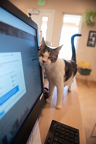 Tabby and white cat rubbing face against a computer monitor