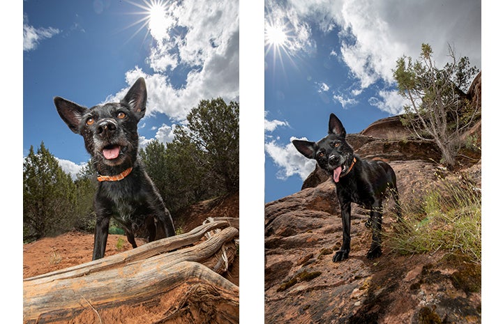 Two photo of Kiki the dog on a rock formation with blue skies, white clouds and the sun behind her