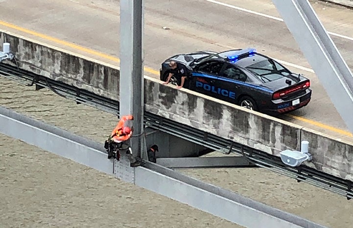 Ryan Nataluk climbing down the bridge to rescue a dog