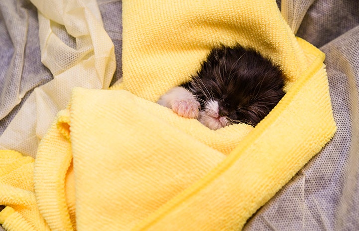 Sleeping black and white kitten swaddled in a yellow cloth