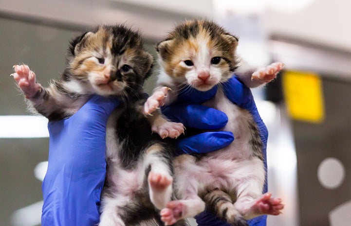 Person wearing blue rubber gloves holding up two calico kittens