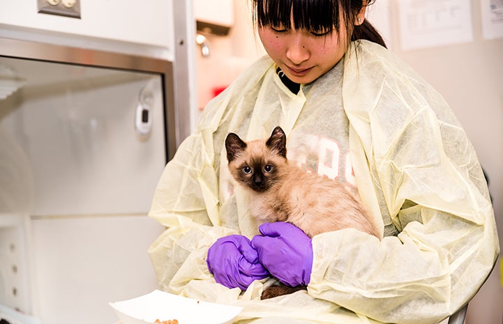 Siamese kitten sitting in the lap of a woman wearing a yellow gown and purple rubber gloves