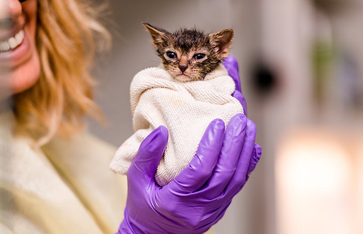 Smiling woman wearing purple gloves holding a tabby kitten swaddled in a cloth