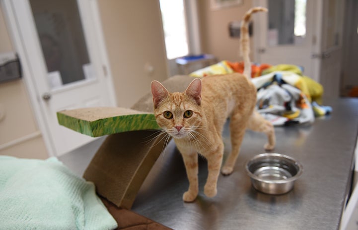 Odette, the orange tabby kitten on a stainless steel counter next to a water bowl and cardboard scratcher