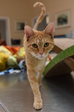 Odette, the orange tabby kitten walking straight toward the camera with her tail shaped like a question mark
