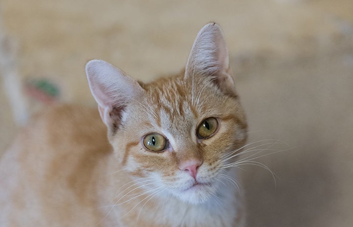 The face of Odette, the orange tabby kitten