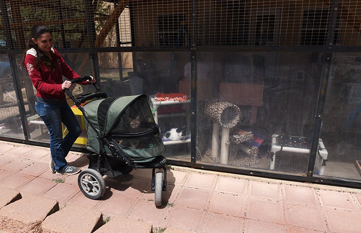 Woman pushing stroller containing Odette, the tabby kitten, around Cat World