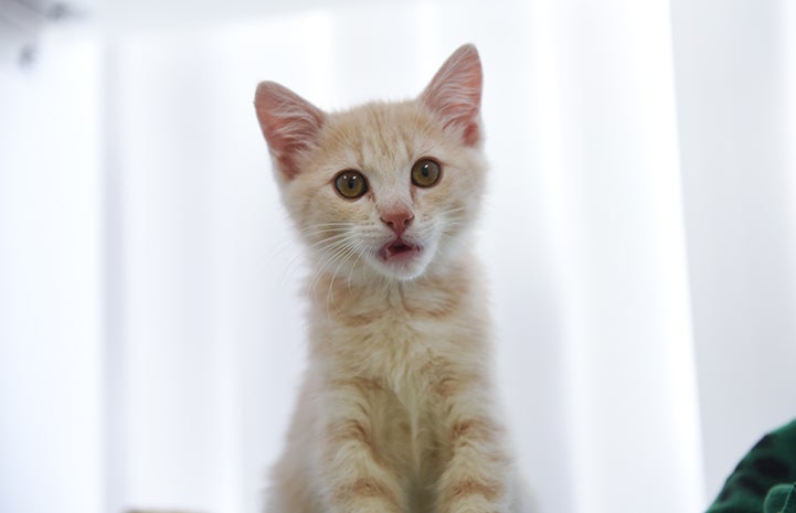 Overdrive the cream tabby kitten with her mouth slightly open