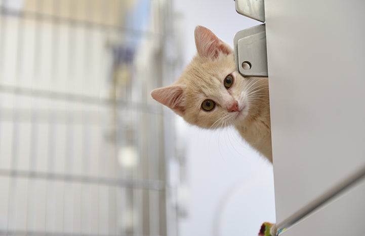 Overdrive the cream tabby kitten peeking out from behind a kennel