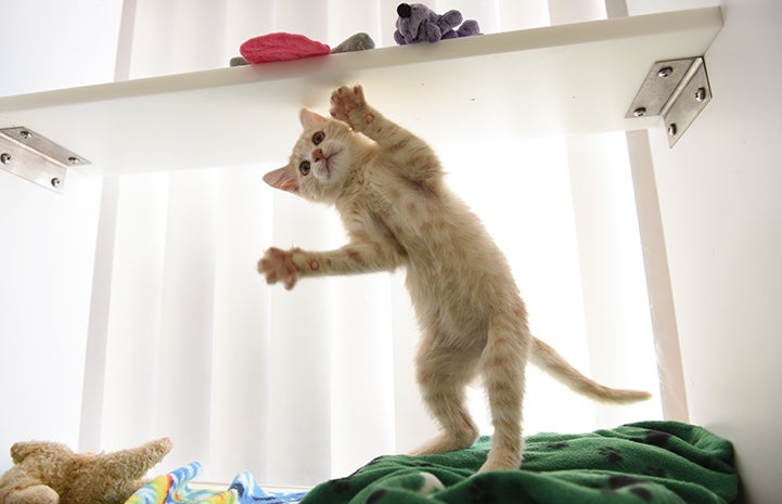 Overdrive the buff tabby kitten jumping up to play with paws extended like jazz hands