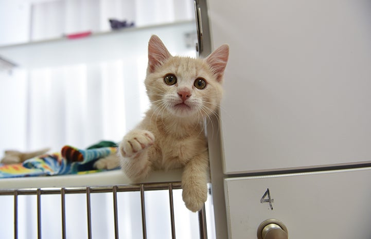 Overdrive the cream tabby kitten reach out toward the camera from inside a kennel